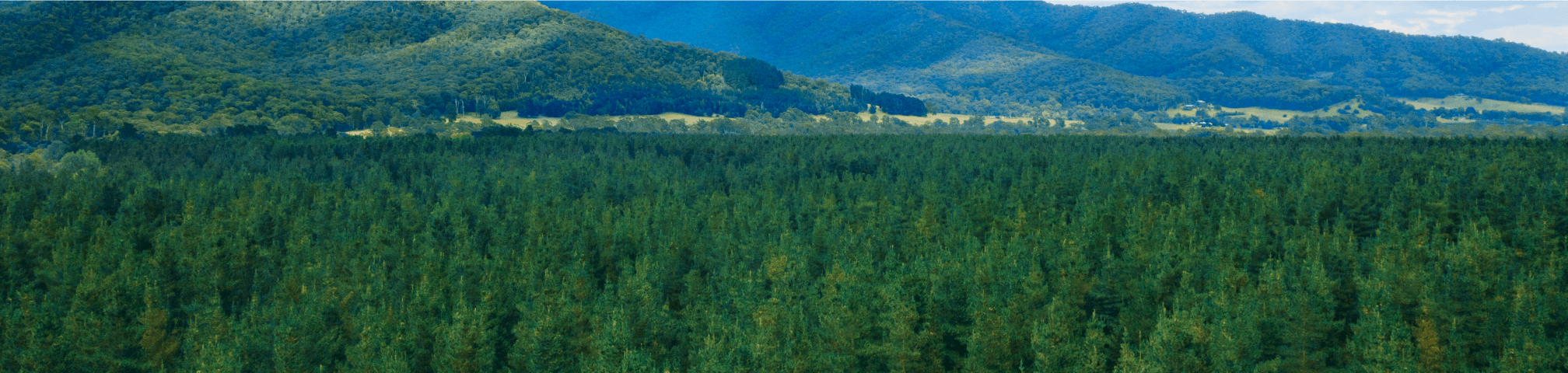 Forest and mountain view